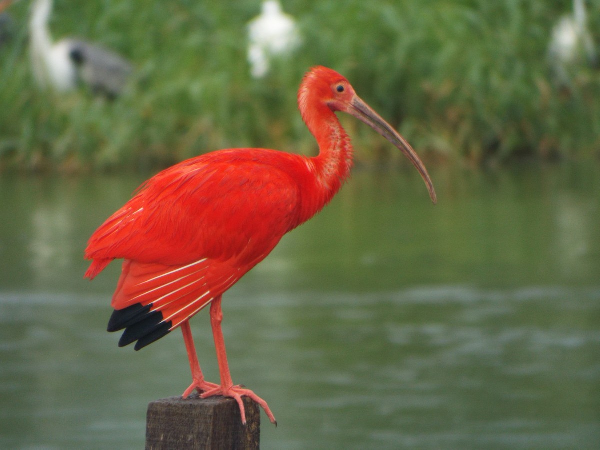 Scarlet Ibis - ML637642762