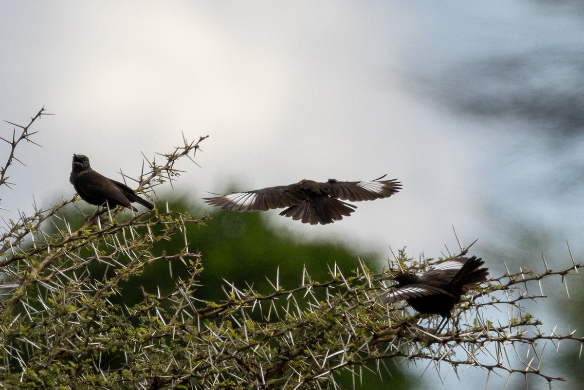Northern Anteater-Chat - ML637642765