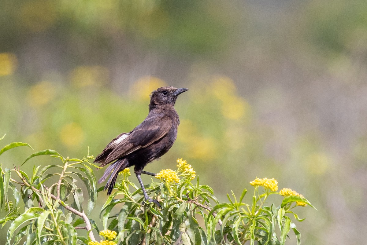 Northern Anteater-Chat - ML637642766