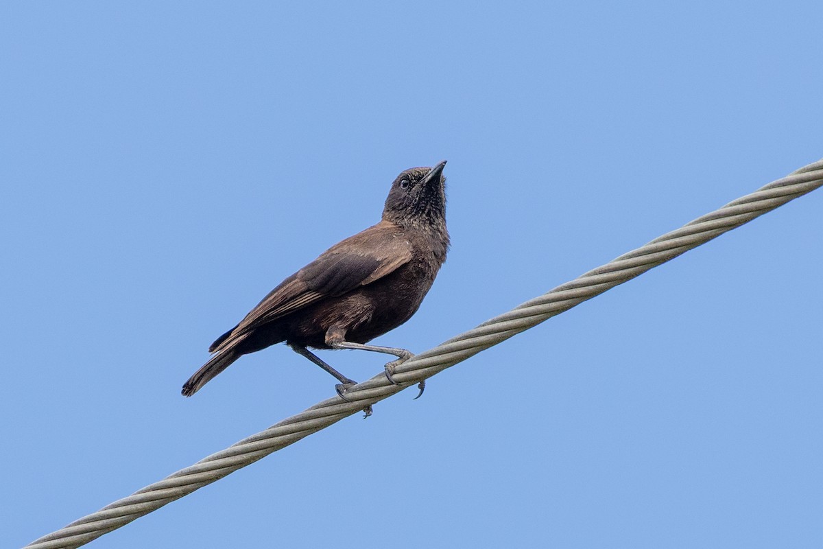 Northern Anteater-Chat - ML637642767