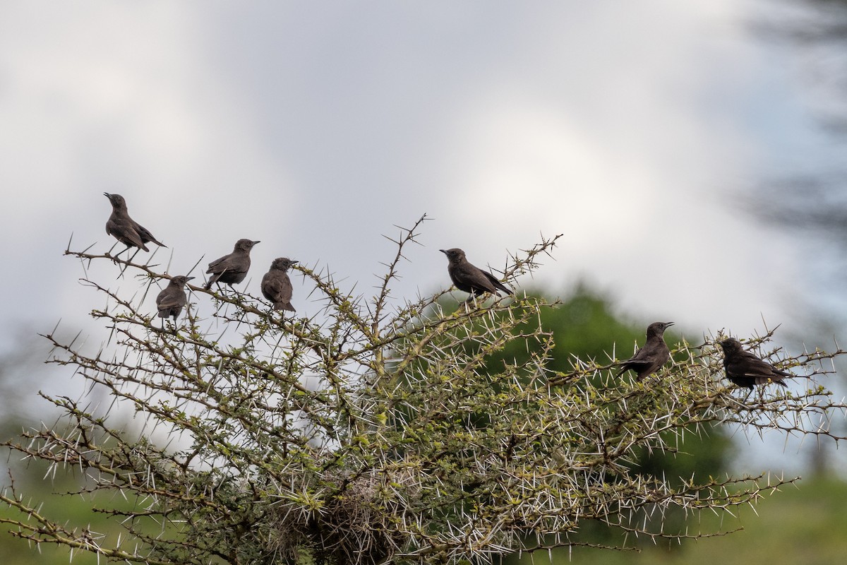 Northern Anteater-Chat - ML637642769
