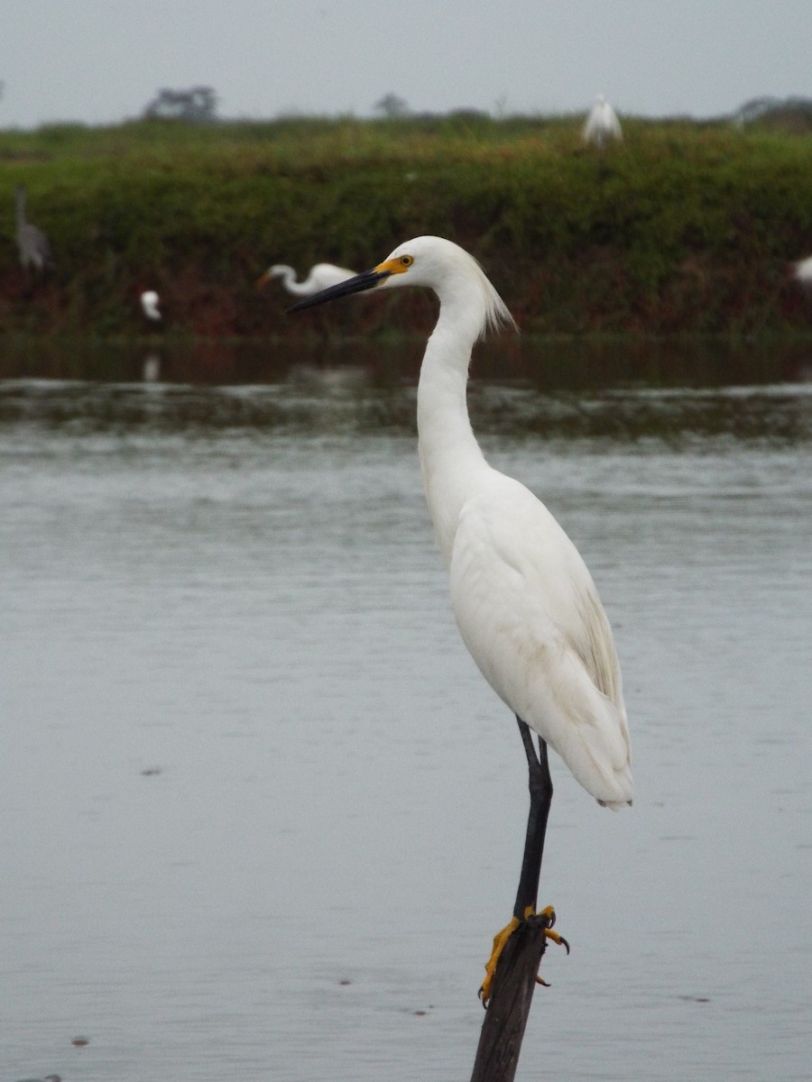 Snowy Egret - ML637642775