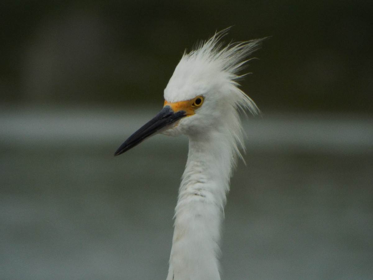 Snowy Egret - ML637642776