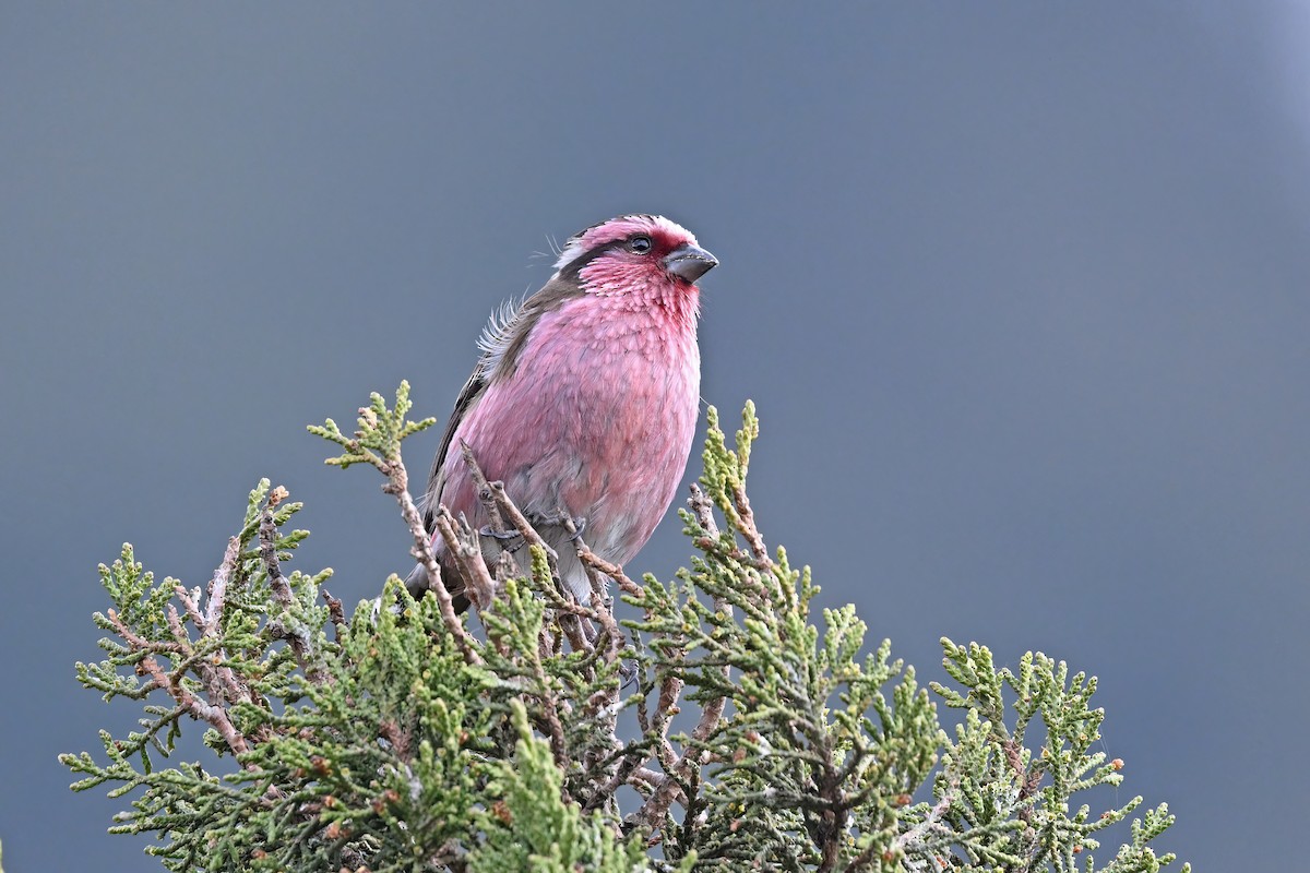 Himalayan White-browed Rosefinch - ML637642784