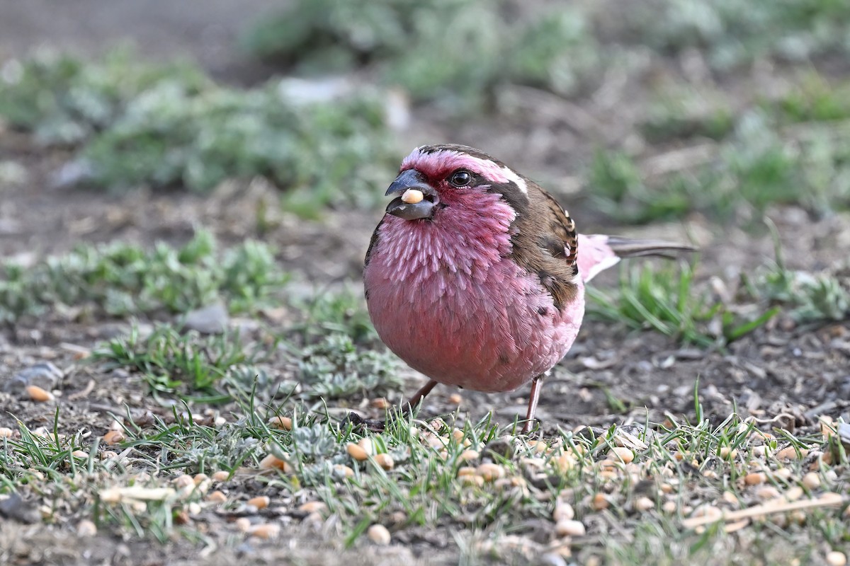 Himalayan White-browed Rosefinch - ML637642785