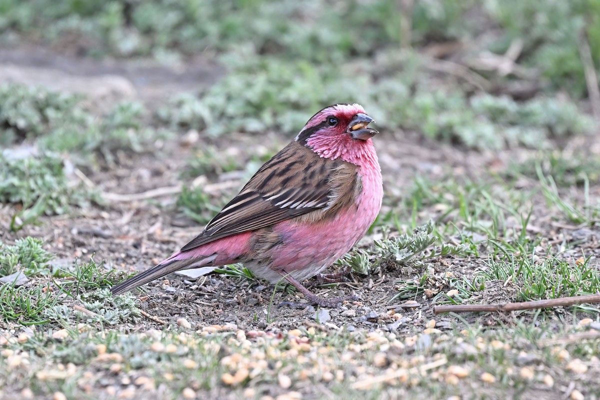 Himalayan White-browed Rosefinch - ML637642786