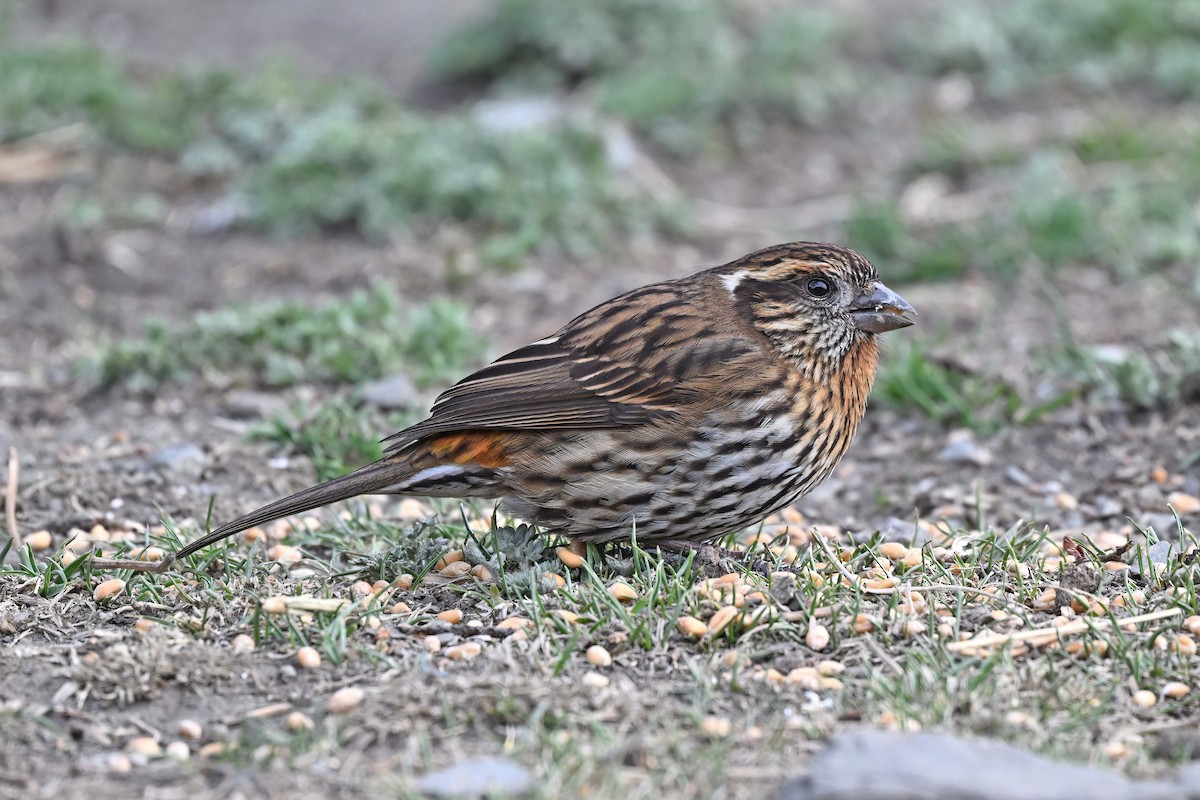 Himalayan White-browed Rosefinch - ML637642787