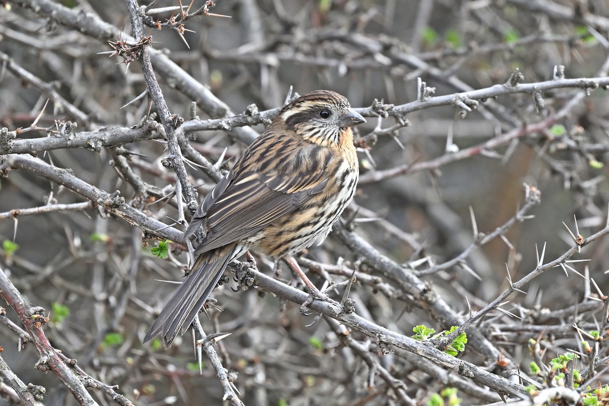 Himalayan White-browed Rosefinch - ML637642788