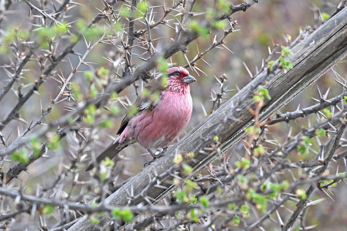 Himalayan White-browed Rosefinch - ML637642789