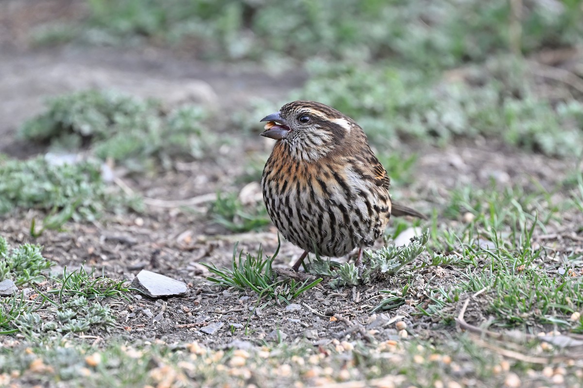 Himalayan White-browed Rosefinch - ML637642790