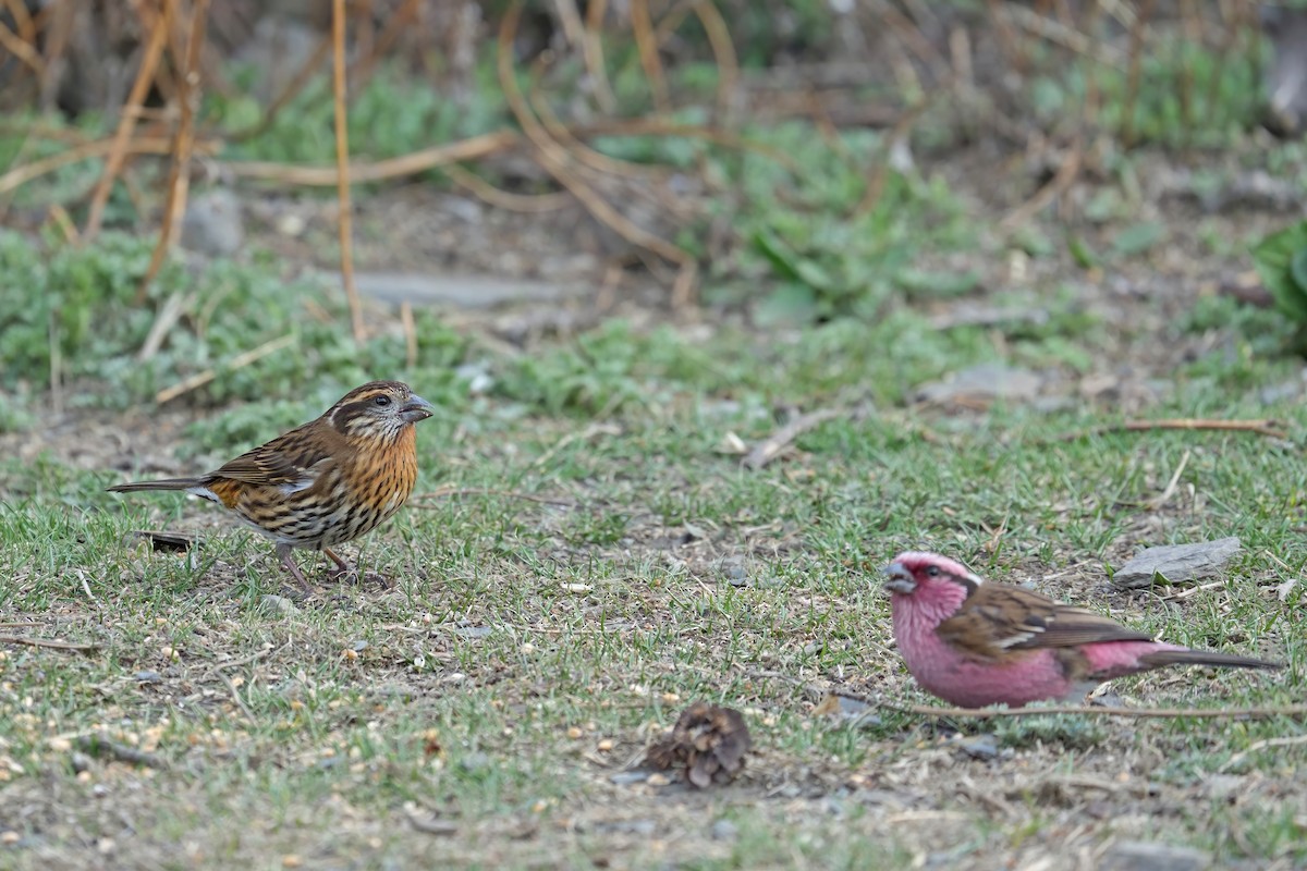 Himalayan White-browed Rosefinch - ML637642791