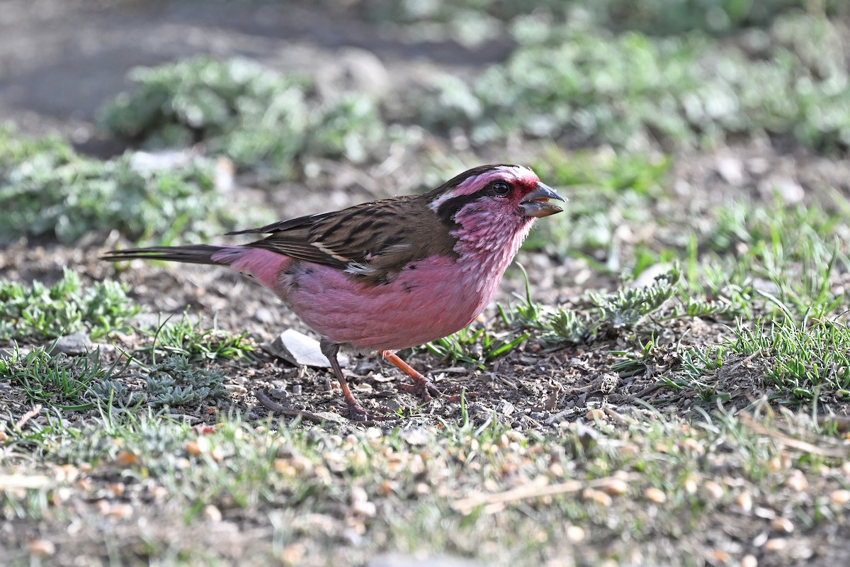 Himalayan White-browed Rosefinch - ML637642792