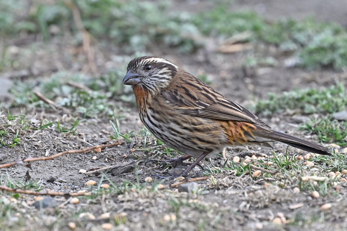 Himalayan White-browed Rosefinch - ML637642793