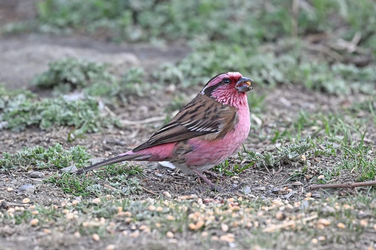 Himalayan White-browed Rosefinch - ML637642794
