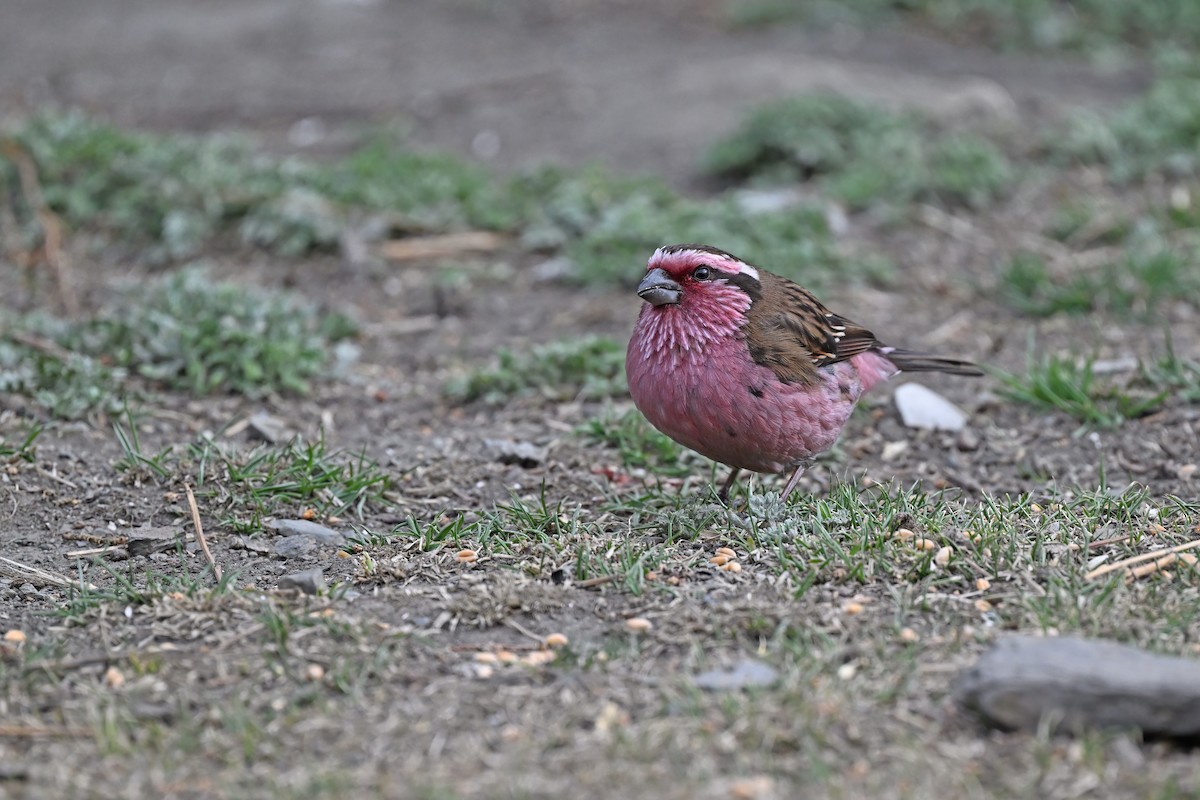 Himalayan White-browed Rosefinch - ML637642795