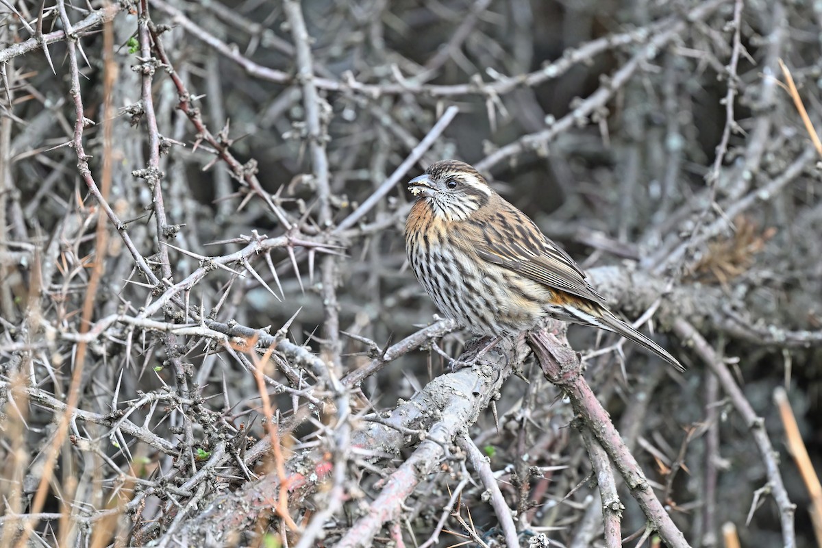 Himalayan White-browed Rosefinch - ML637642796