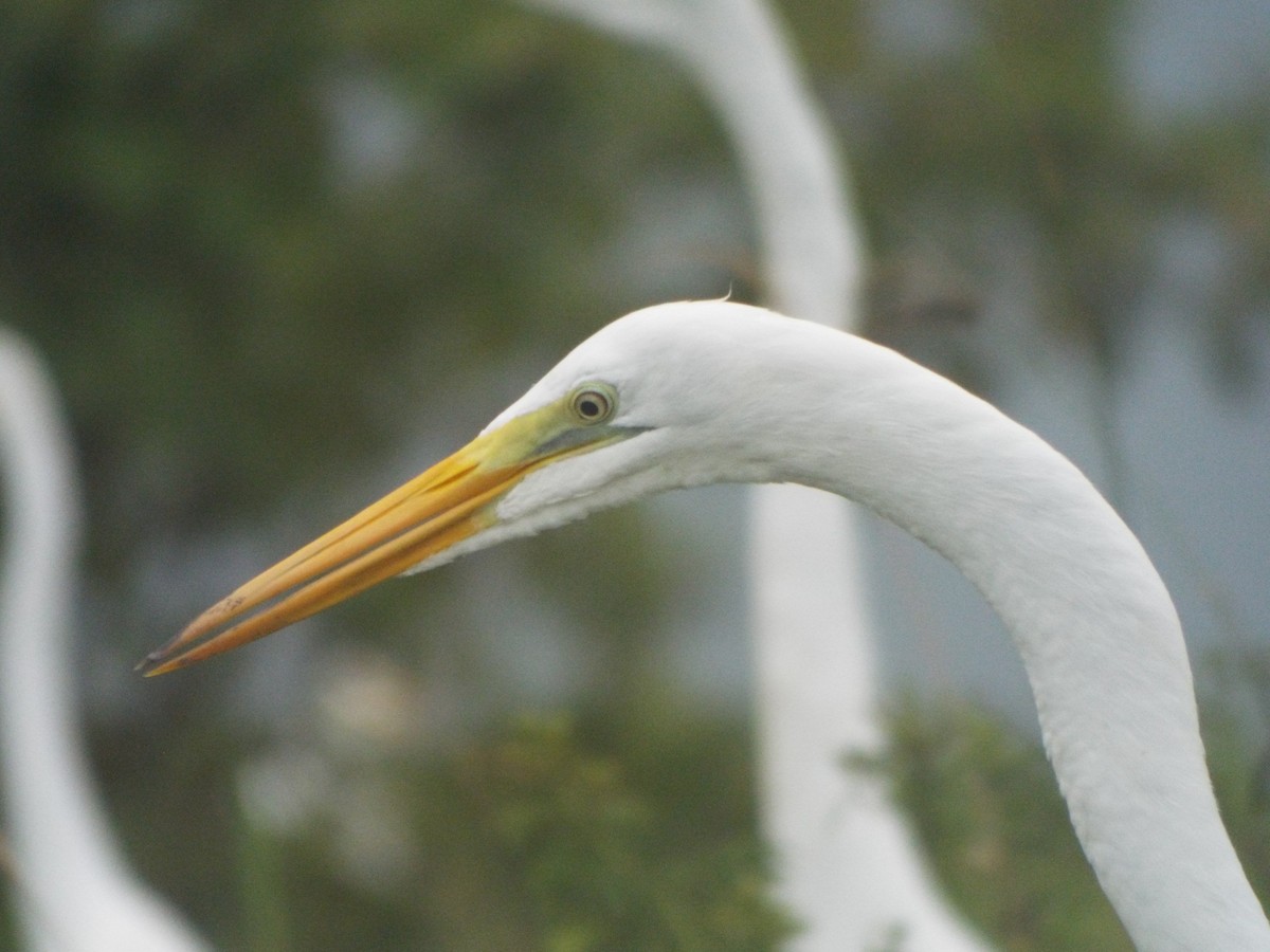 Great Egret - ML637642797