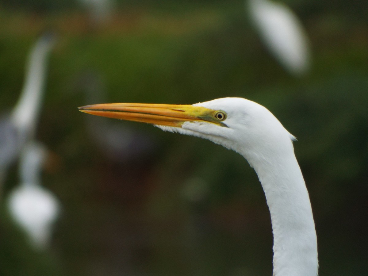Great Egret - ML637642800