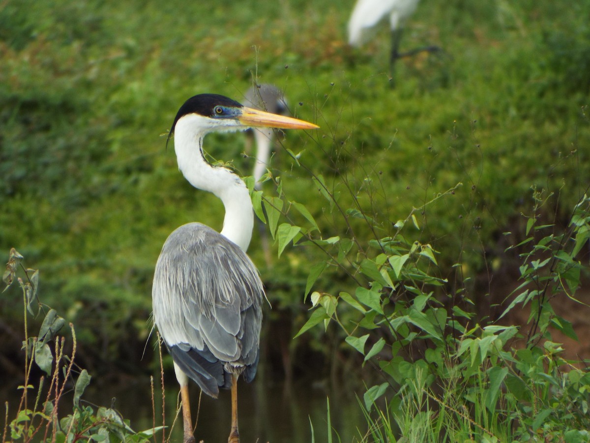 Cocoi Heron - ML637642813