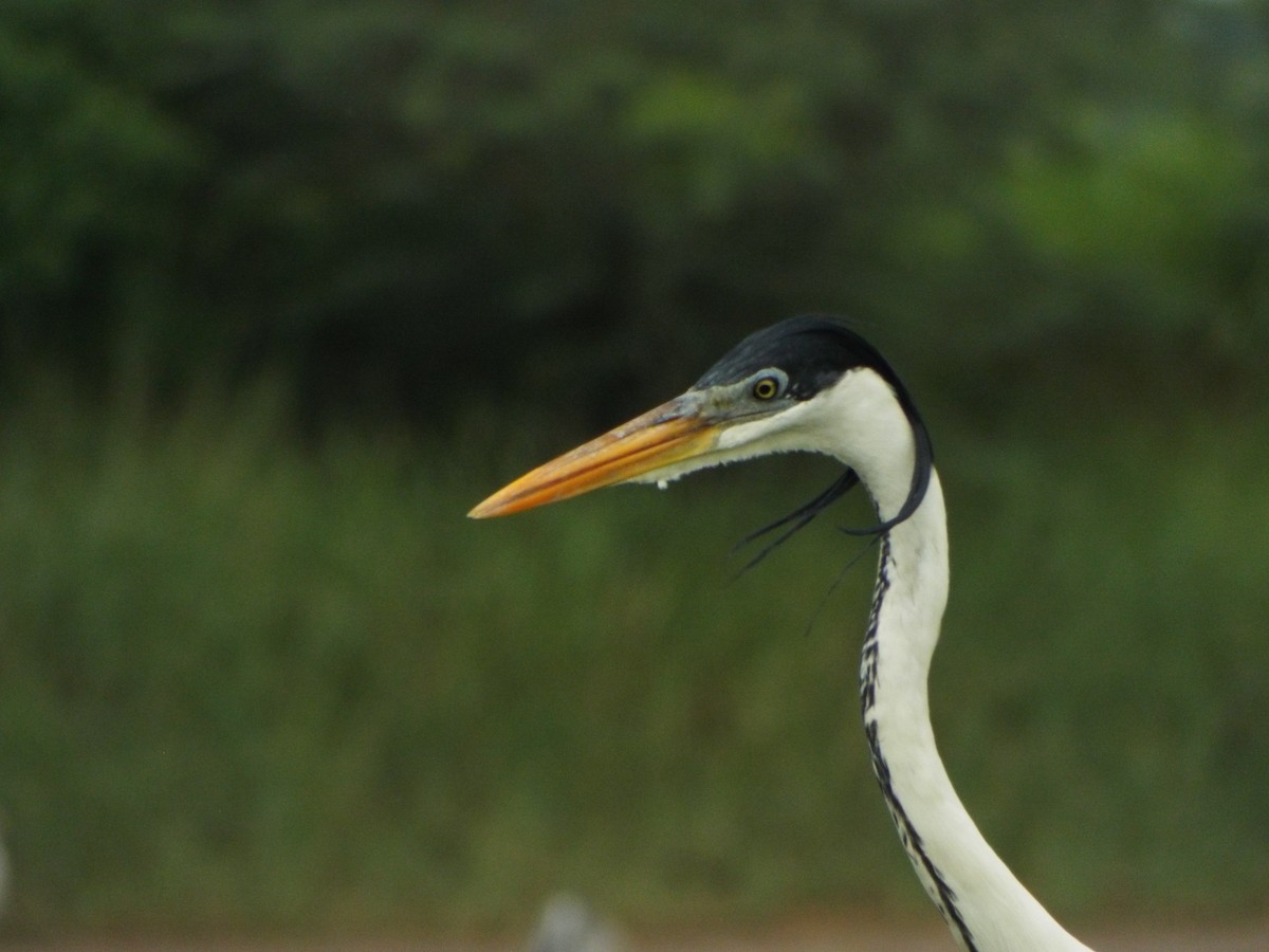 Cocoi Heron - ML637642814
