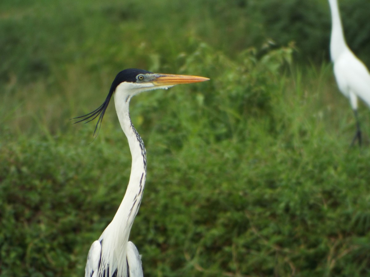 Cocoi Heron - ML637642815