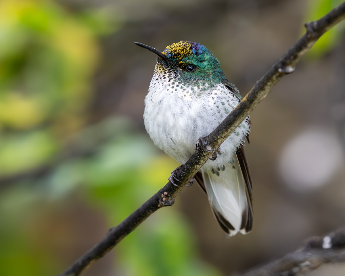 Juan Fernandez Firecrown - ML637642823