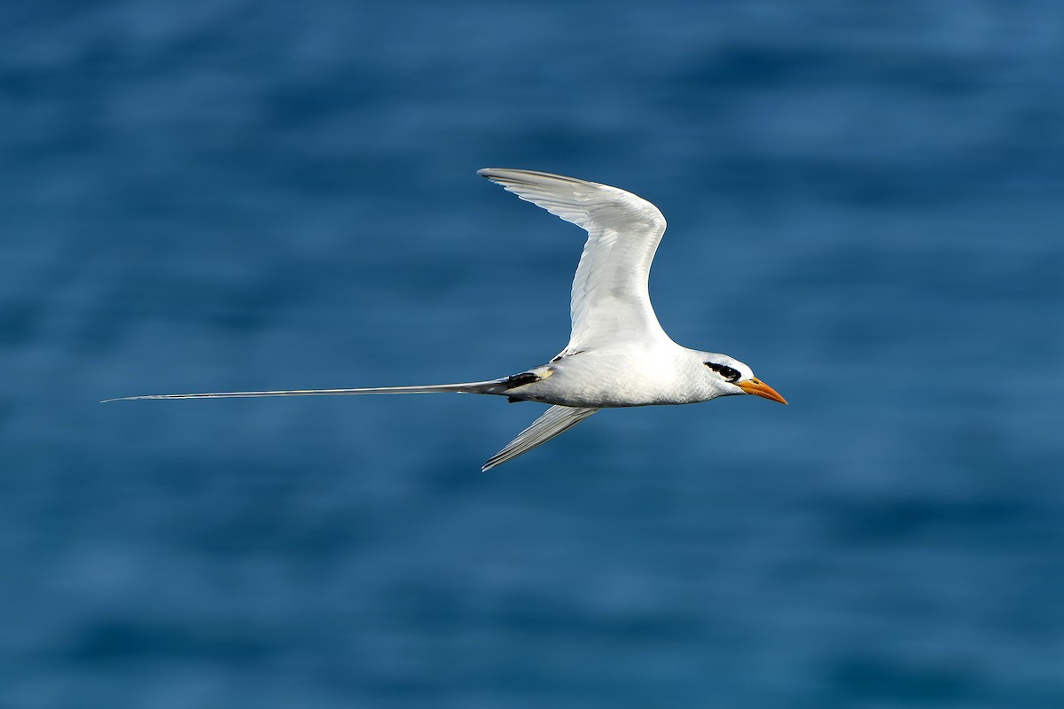 White-tailed Tropicbird - ML637642838