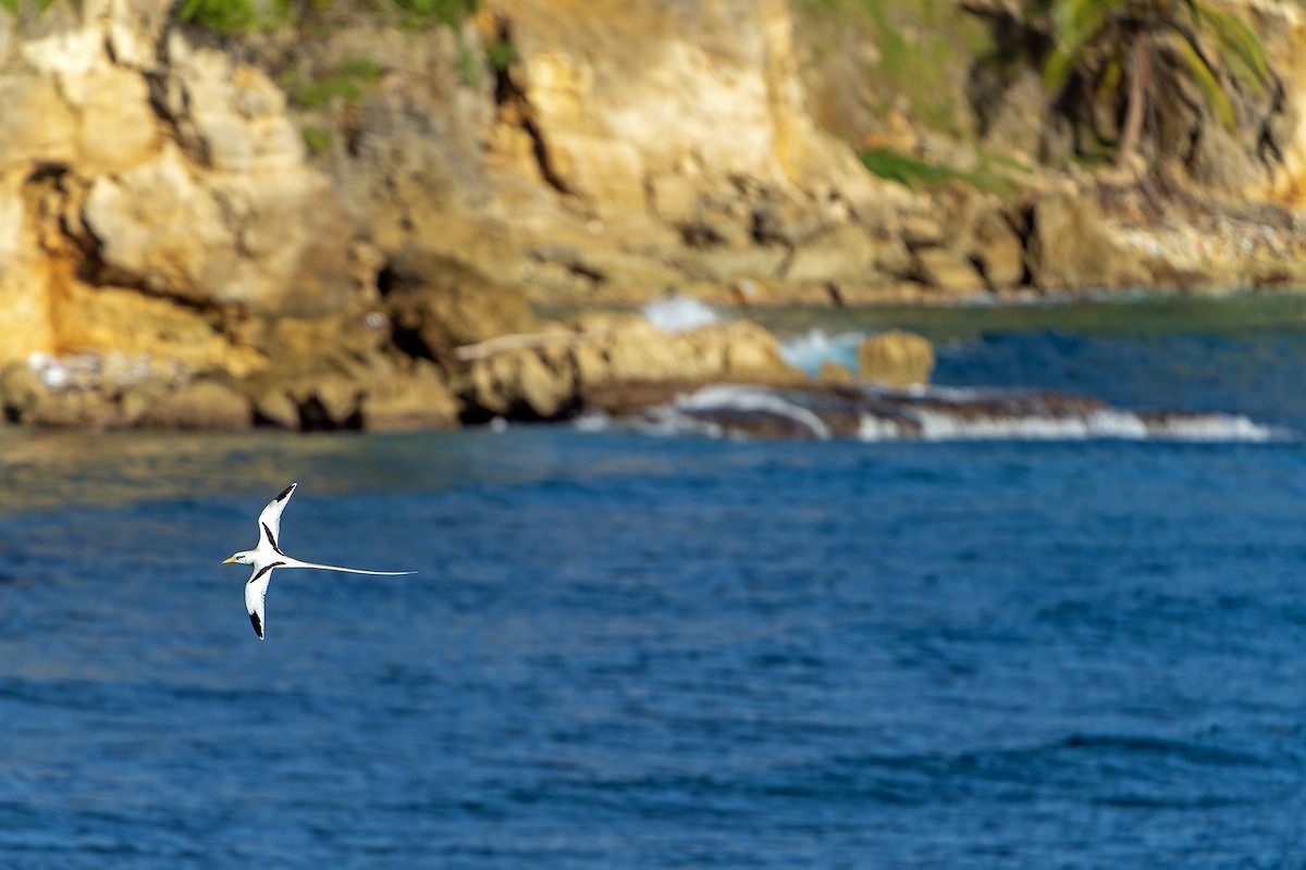 White-tailed Tropicbird - ML637642843