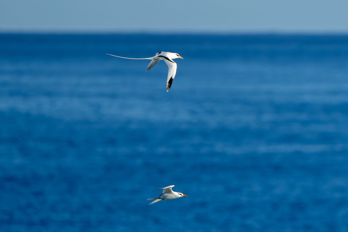 White-tailed Tropicbird - ML637642844