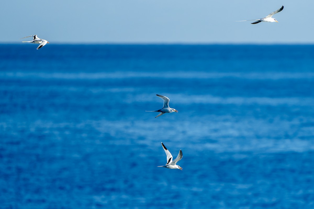 White-tailed Tropicbird - ML637642845