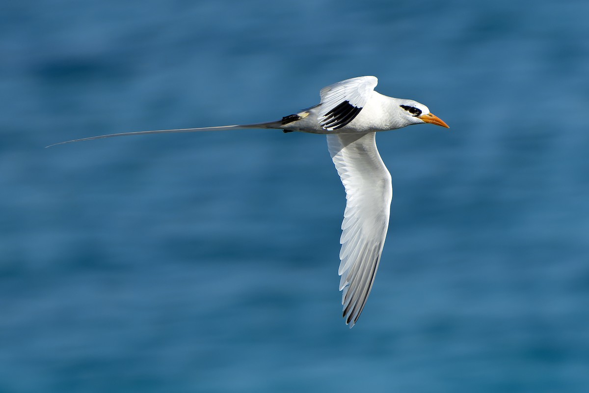 White-tailed Tropicbird - ML637642860