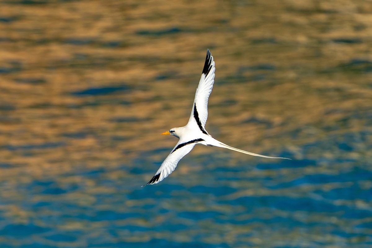 White-tailed Tropicbird - ML637642863