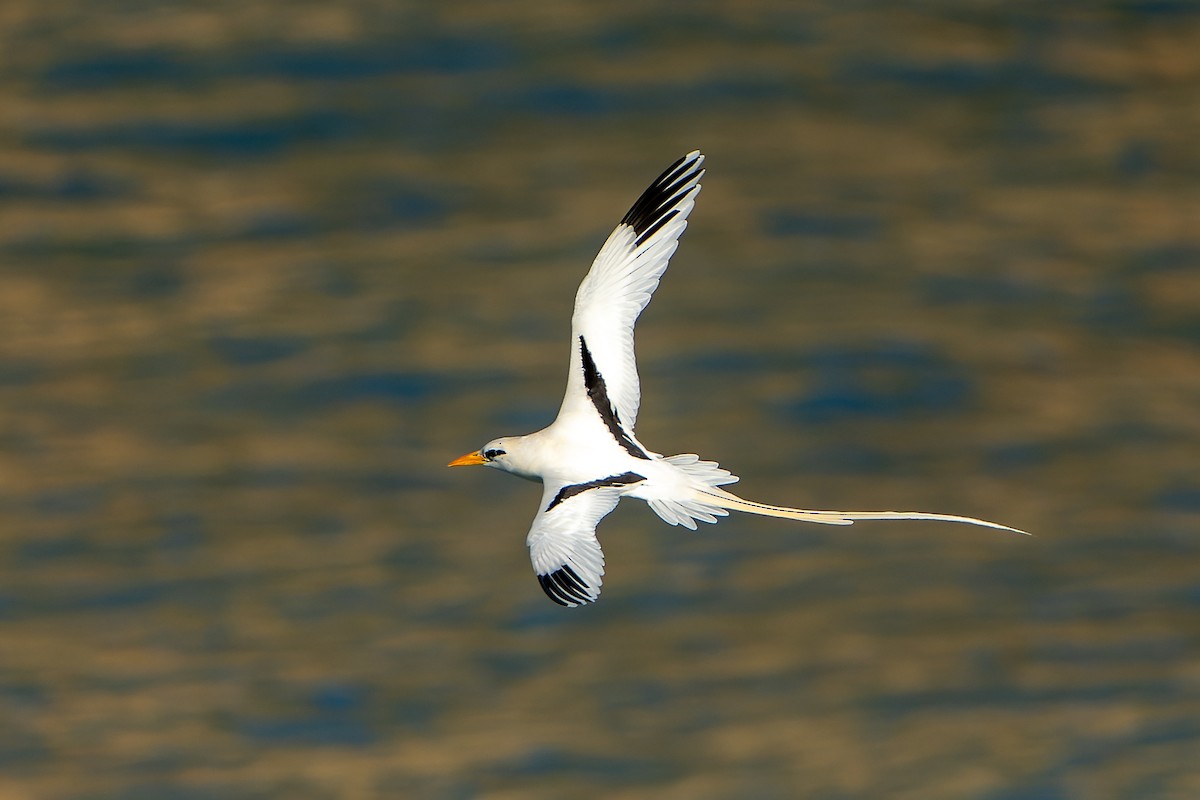 White-tailed Tropicbird - ML637642864