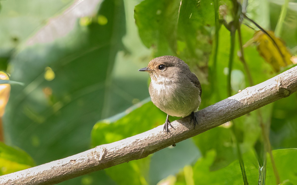 African Dusky Flycatcher - ML637642865