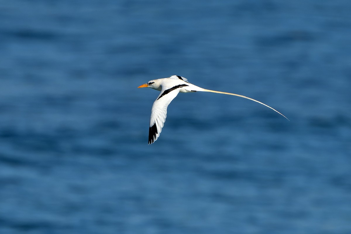 White-tailed Tropicbird - ML637642869