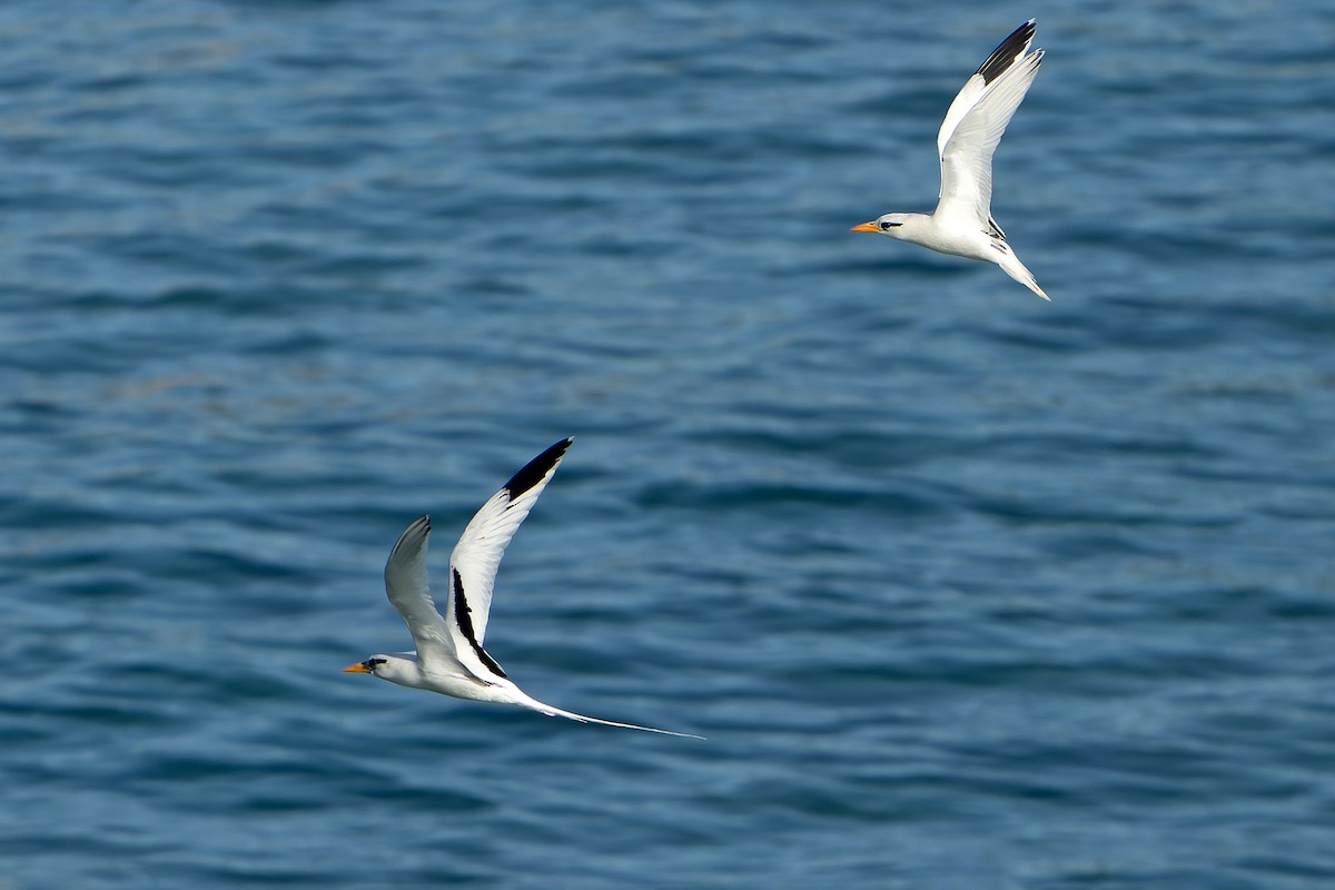 White-tailed Tropicbird - ML637642870