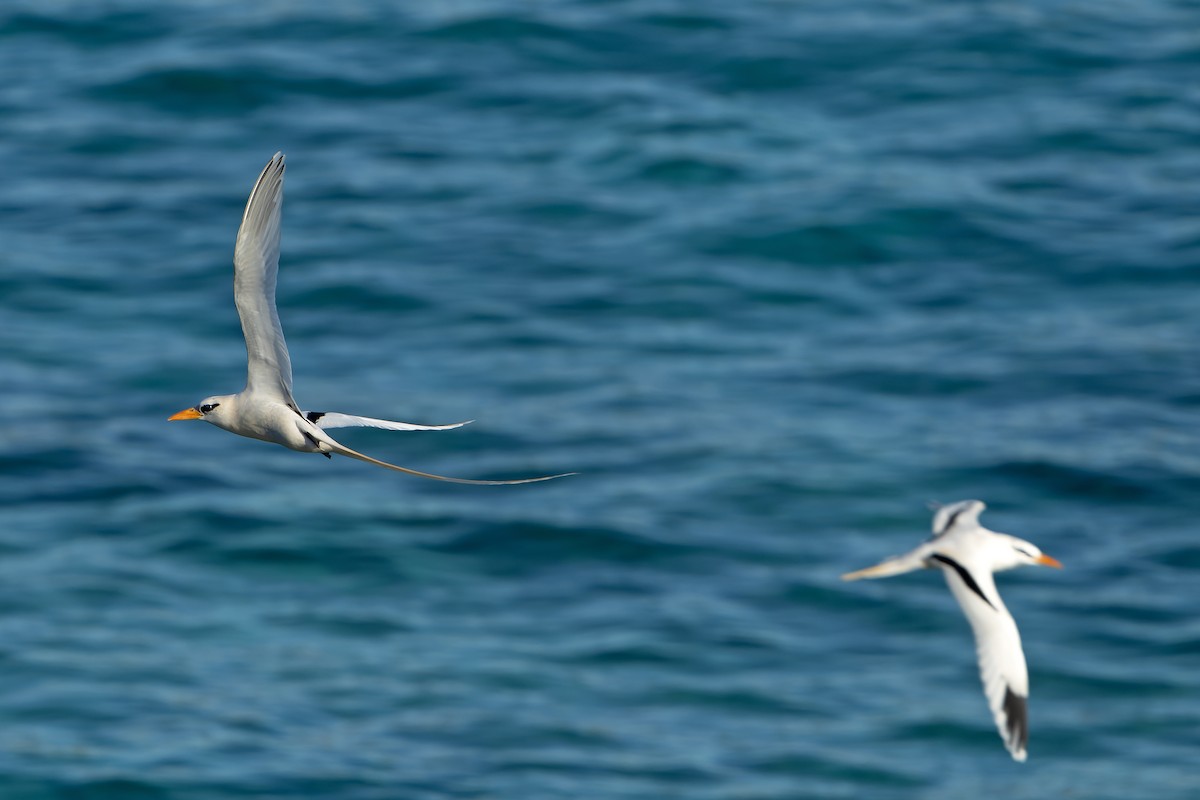 White-tailed Tropicbird - ML637642872