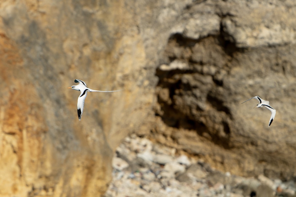 White-tailed Tropicbird - ML637642880