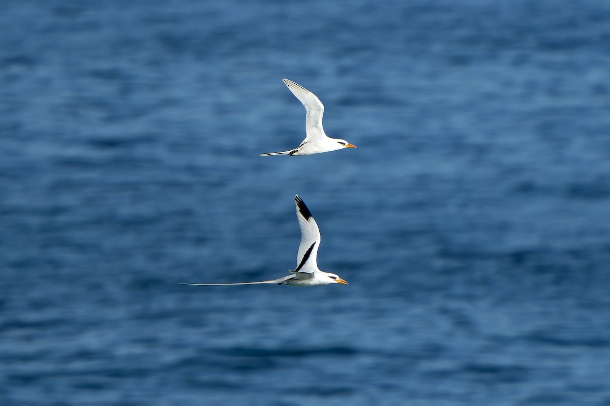 White-tailed Tropicbird - ML637642888