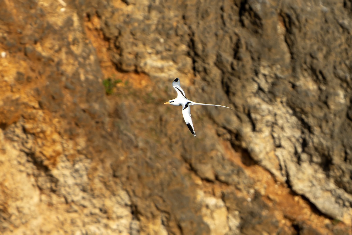 White-tailed Tropicbird - ML637642892