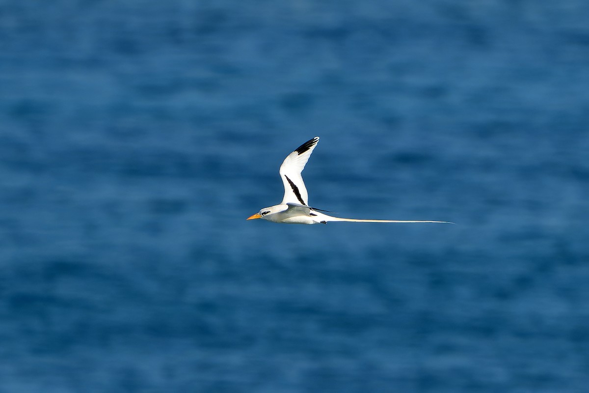 White-tailed Tropicbird - ML637642903