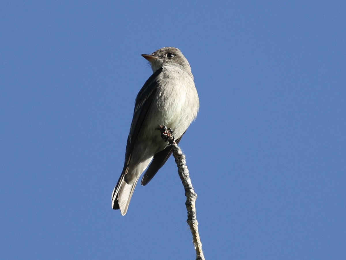 Western Wood-Pewee - ML637642923