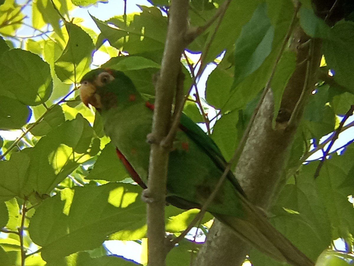 Cuban Parakeet - ML637642940
