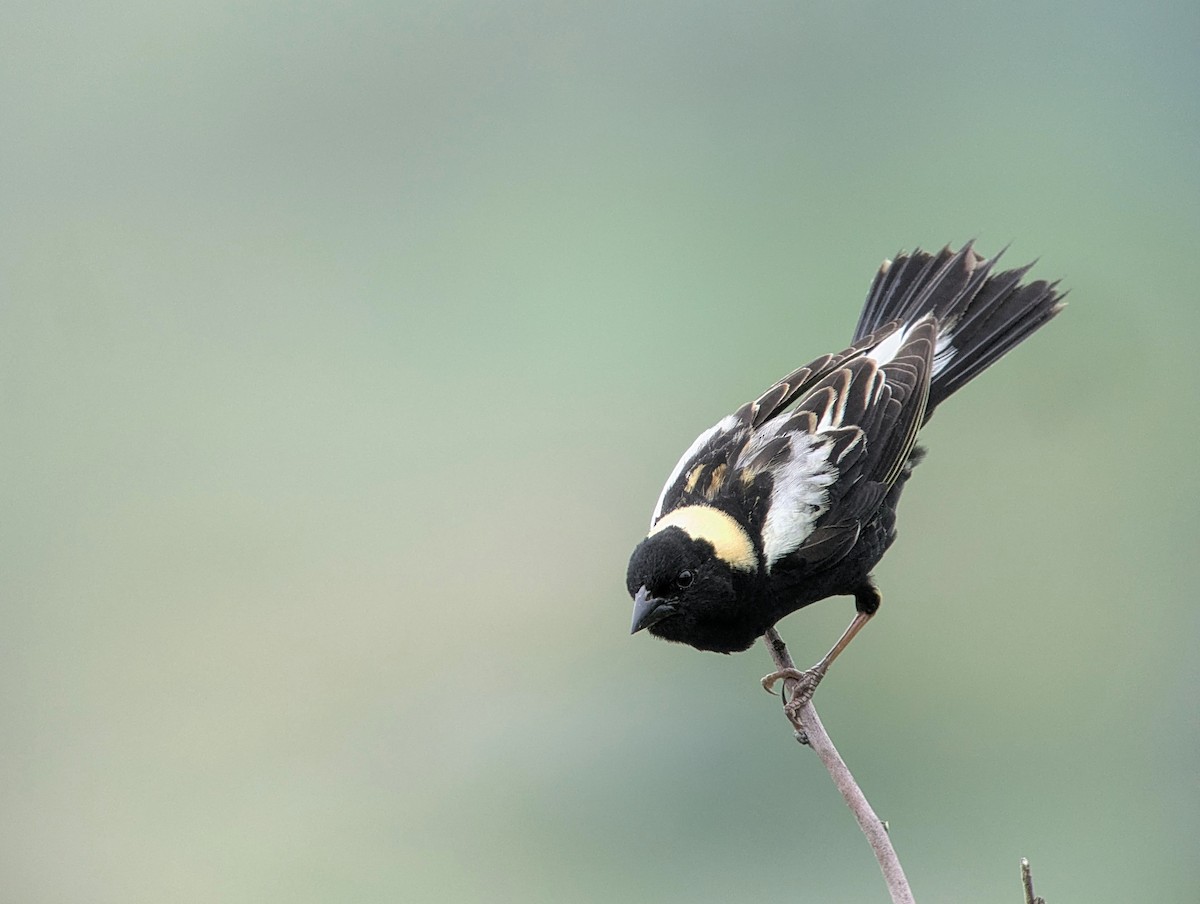 Bobolink - ML637642946