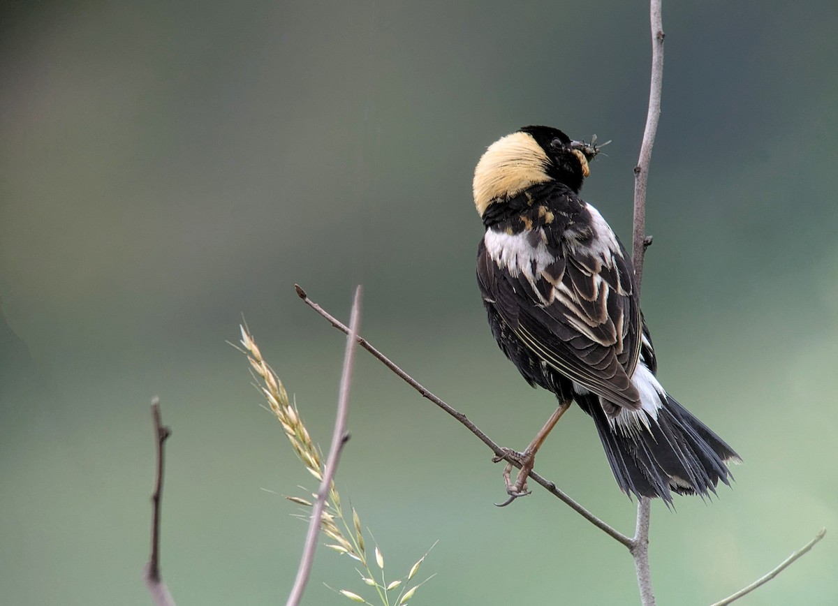 Bobolink - ML637642947