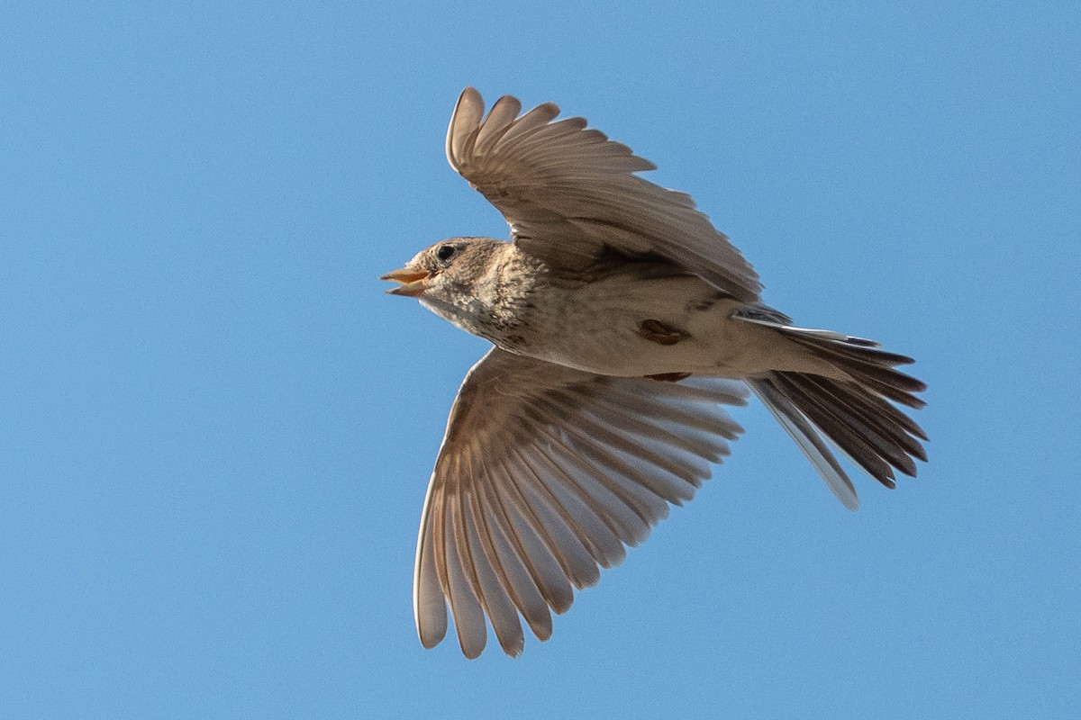 Turkestan Short-toed Lark - ML637642962