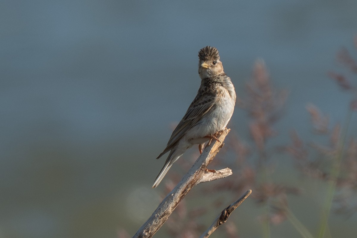 Turkestan Short-toed Lark - ML637642965