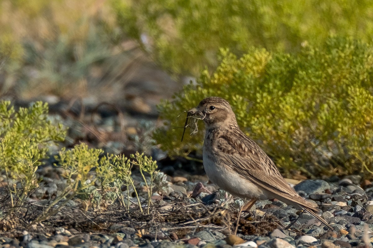 Turkestan Short-toed Lark - ML637642966