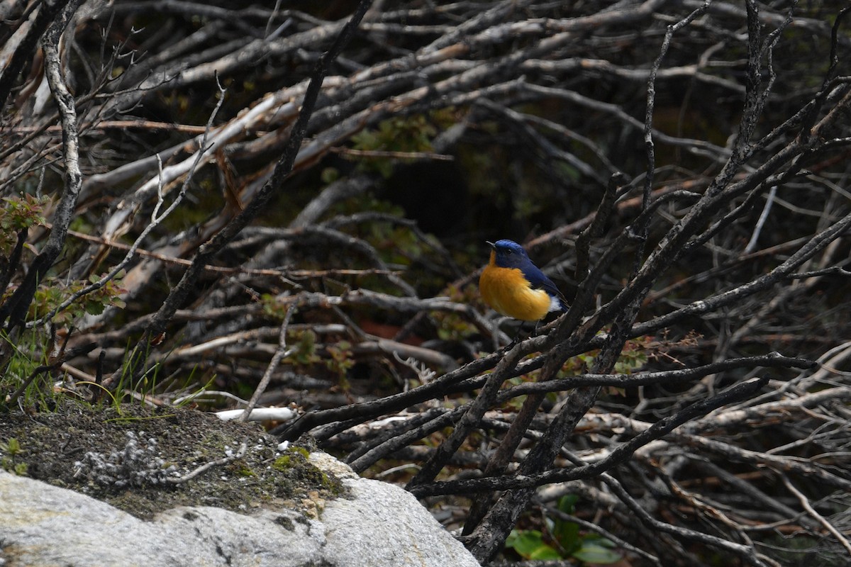 Rufous-breasted Bush-Robin - ML637642967