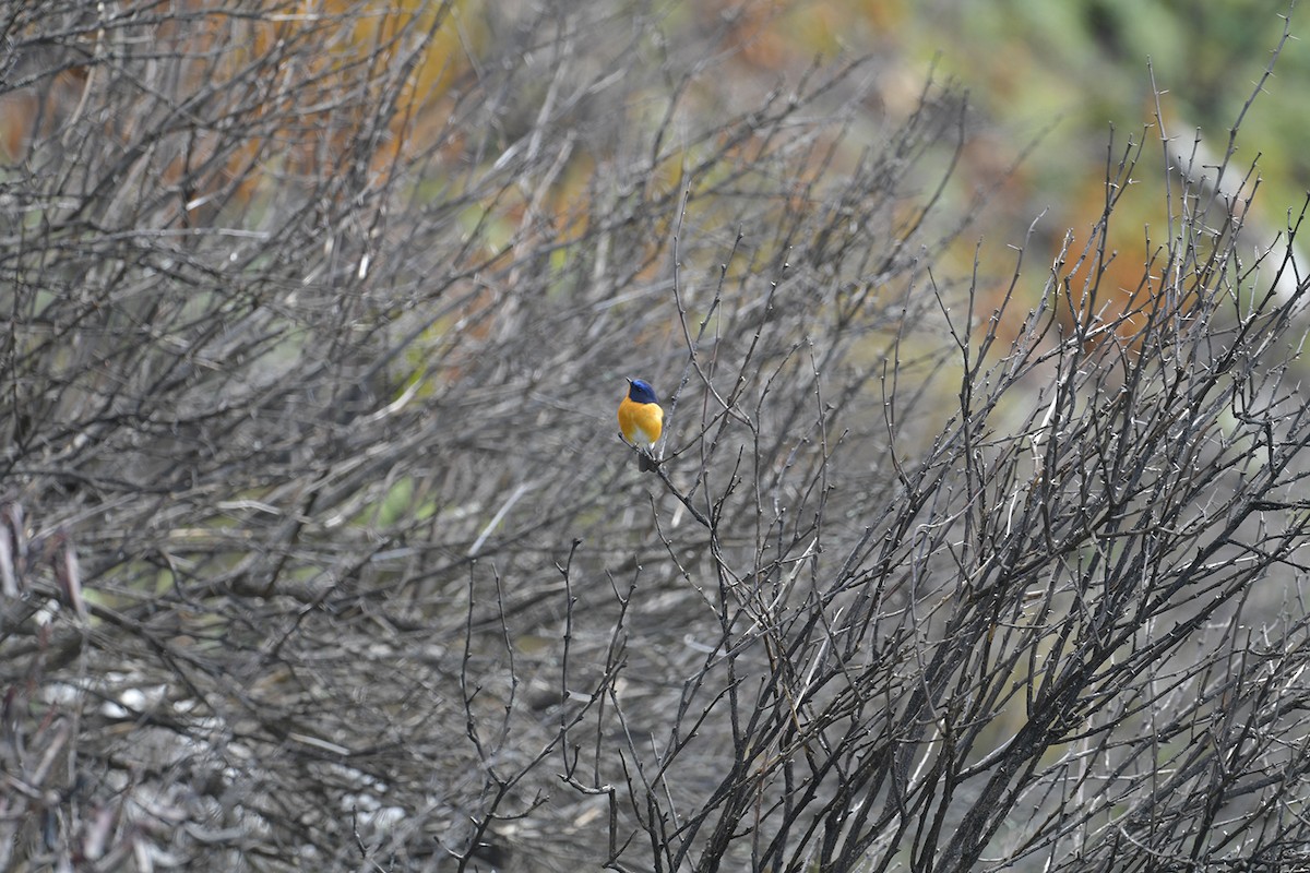 Rufous-breasted Bush-Robin - ML637642968